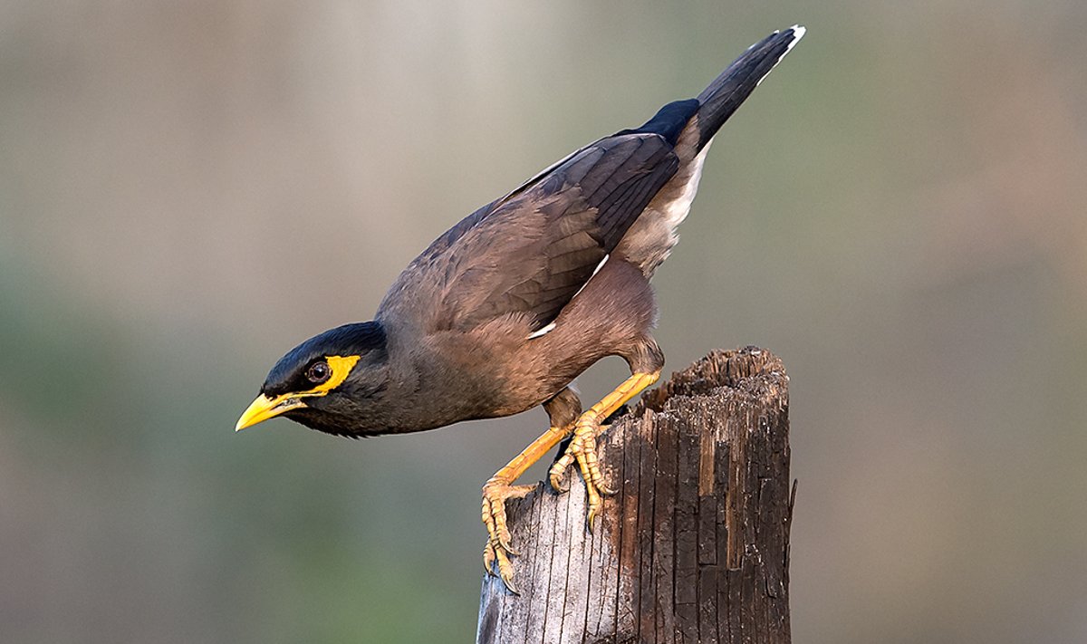 Mainakuldnokk (Acridotheres tristis) on laialt levinud ja ohustab paljudes piirkondades pärismaiseid linde.