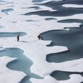 Polaarjää sulab üha kiiremini, nii Gröönimaal kui ka Antarktikas