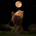 Tänane täiskuu Lõvis käivitab loomingulisuse ja sära ning toob tunnetuse oma sügavamast olemusest