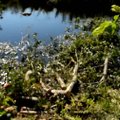 ФОТО и ВИДЕО: Неизвестный вандал продолжает валить деревья у реки Пирита