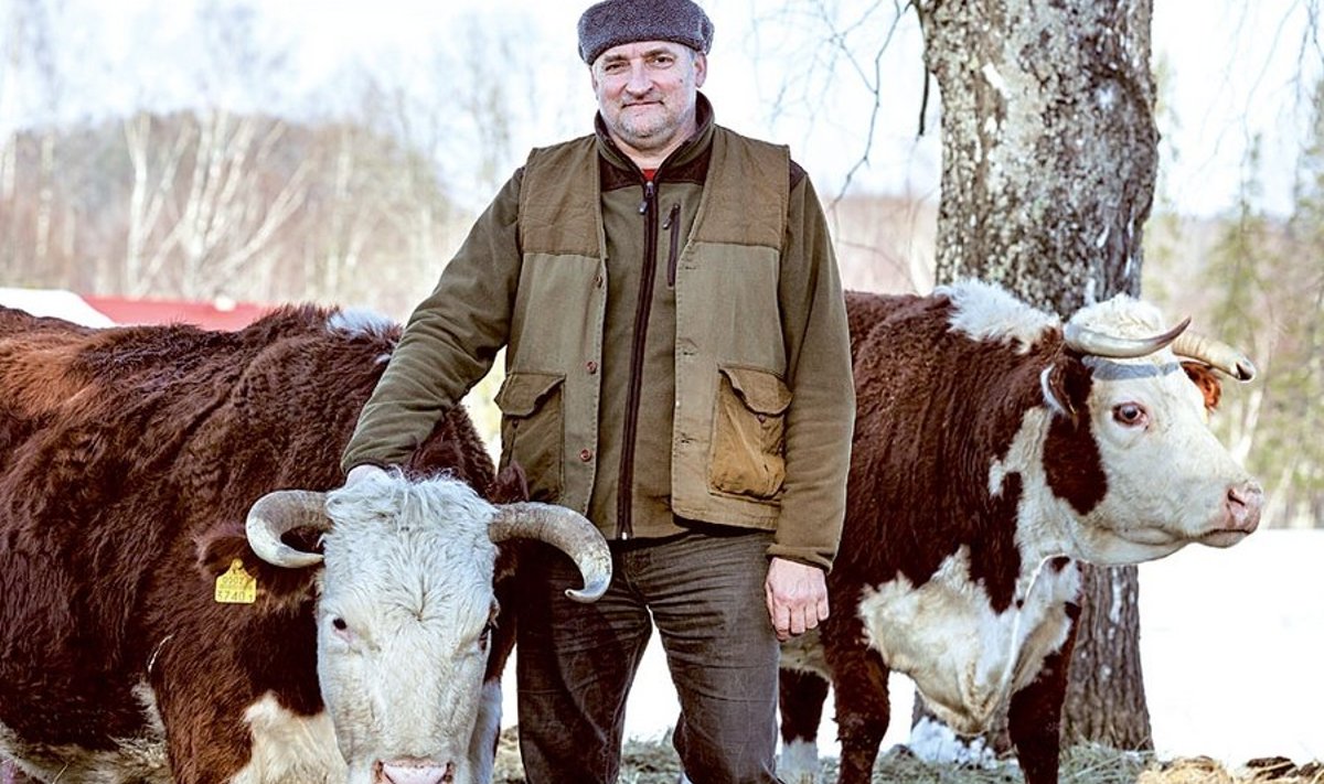 Herefordiklubi loodi kooskäimise vajadusest, selgitab Ants Järvmägi oma hoolealuste juures karjamaal. 