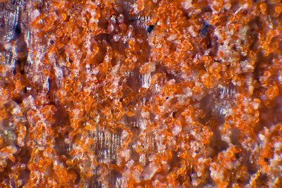 Россыпи водоросли трентеполии на берёзовой коре под микроскопом