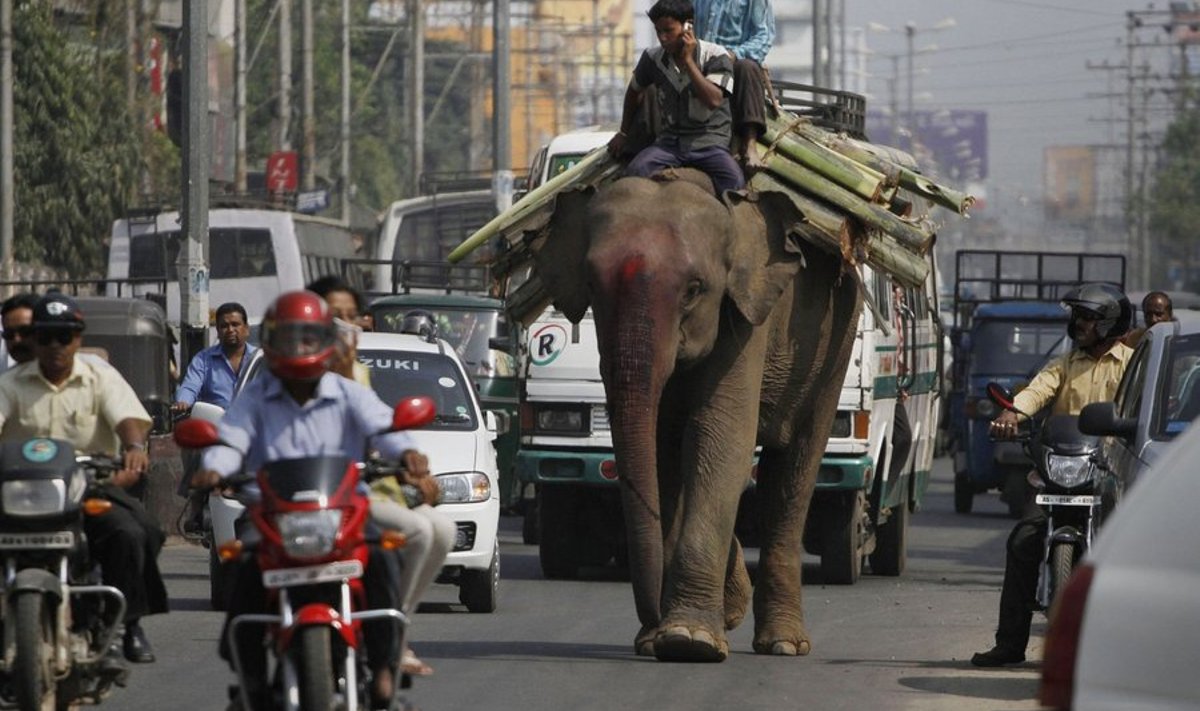 A mahout talks on a mobile phone as he walks through a busy street in Gauhati, India