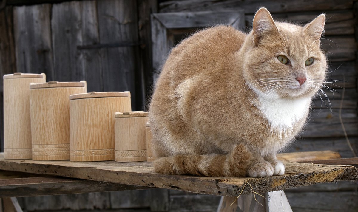 Edevus ei anna häbeneda – pere kass Antonio seab ka end ilusate lõikemustriga kaunistatud ummikute ritta.
