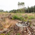 Uuring: Eestis on 20 aastaga lagedaks raiutud üle poole miljoni hektari metsa