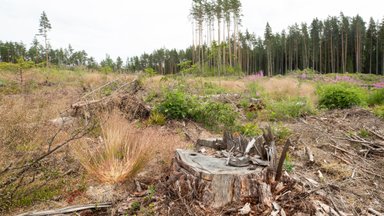 Uuring: Eestis on 20 aastaga lagedaks raiutud üle poole miljoni hektari metsa