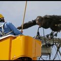 Peadpööritav õhulend: loomapargist jalga lasknud šimpans õrritas kõrgepingeliinidel kõõludes päästjaid