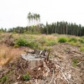 Madis Kallas Raul Kirjanenile: riigi rahandust ei tohi toita metsade lõputu raie arvelt