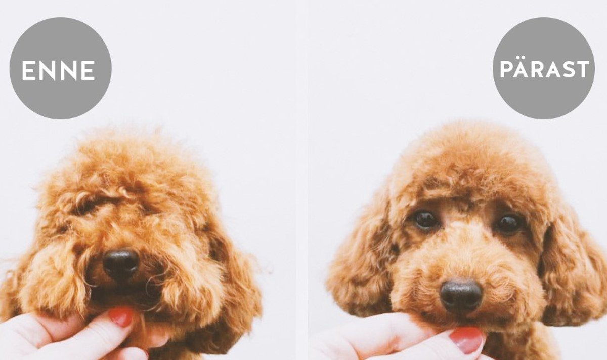 Koer enne ja pärast groomingut