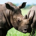 Носорог погнался за нарушителем карантина и попал на видео