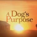 Romaani “Koera elu mõte” autor: avalikkuse ette lekkinud šokeeriv video annab vale pildi loomade ohutuse kohta võtteplatsil