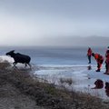 ФОТО И ВИДЕО | Спасатели пришли на помощь попавшему в беду лосю 