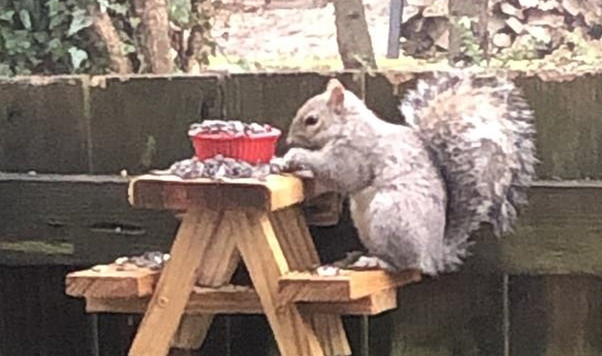 Orav peab piknikku