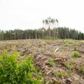 RMK ettepanek: võtame sel aastal maha plaanitust kolmandiku võrra rohkem kuusikuid