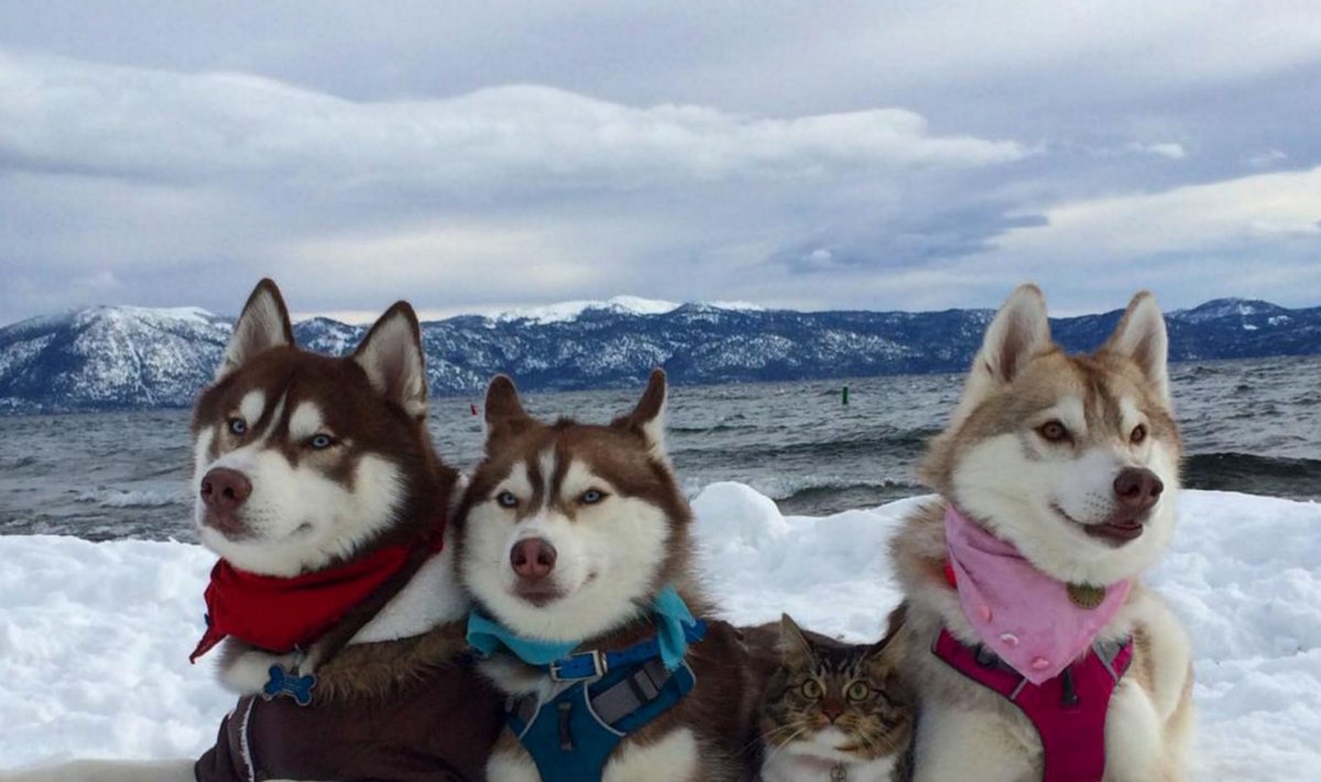 Matkal järve ääres: kolm koera ja "lapsendatud" kass