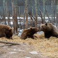 Alaveski karud Venemaale?