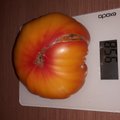 PÄEVAPILT: Tomat kaalub üle 900 grammi