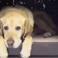 VIDEO: Turule tuli uudne nutipesa sinu koerale