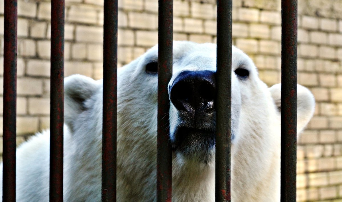 Jääkarudele on vaja uut kodu Tallinna Loomaias