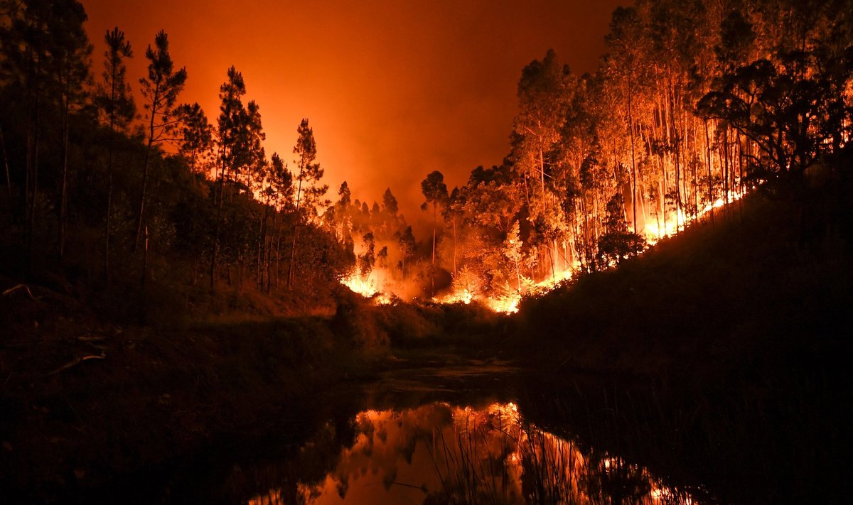 Portugali metsapõleng