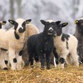 Ida-Virumaal varastati laudast kuus lammast