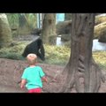 BEEBIVIDEO: mis juhtub, kui gorilla ja beebi kohtuvad?