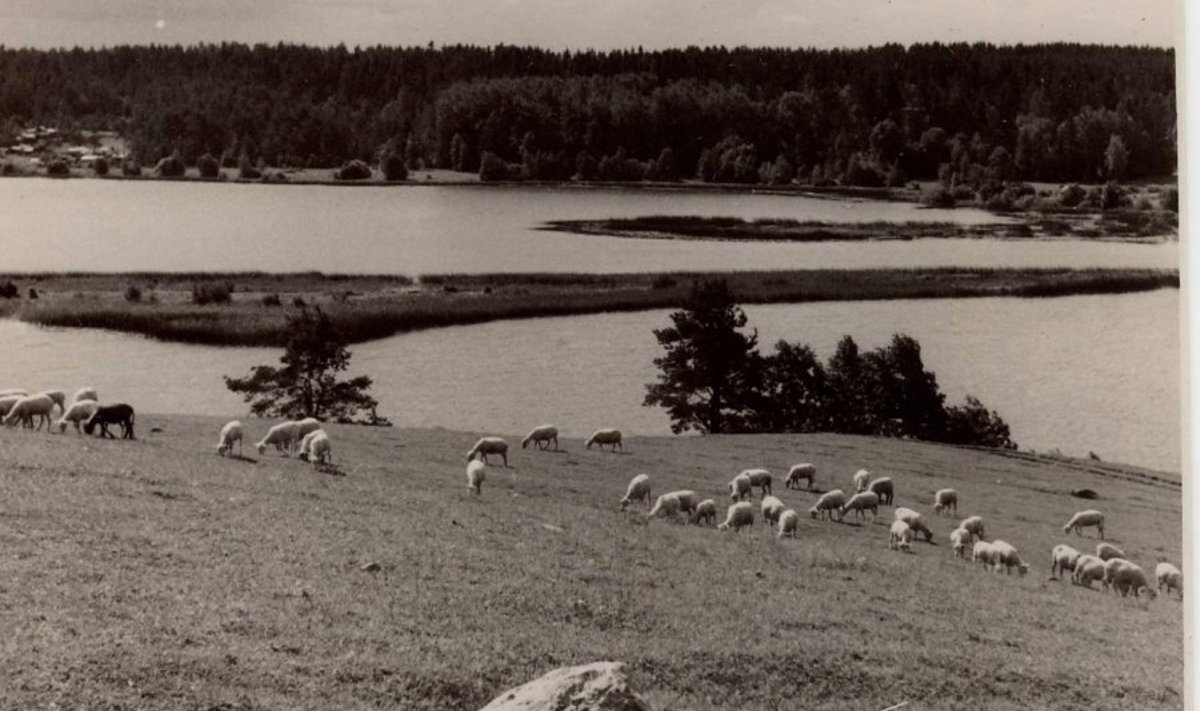 Vana-Kariste mäelt Halliste jõel asuvale Kariste järvele, august 1956. (foto: Karksi Sõna)