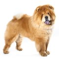 Chow chow (siledakarvaline)