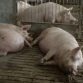 Ветеринар: усыпление свиней углекислым газом — самый щадящий способ