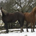 Tori hobune, kohalik ja sinivereline