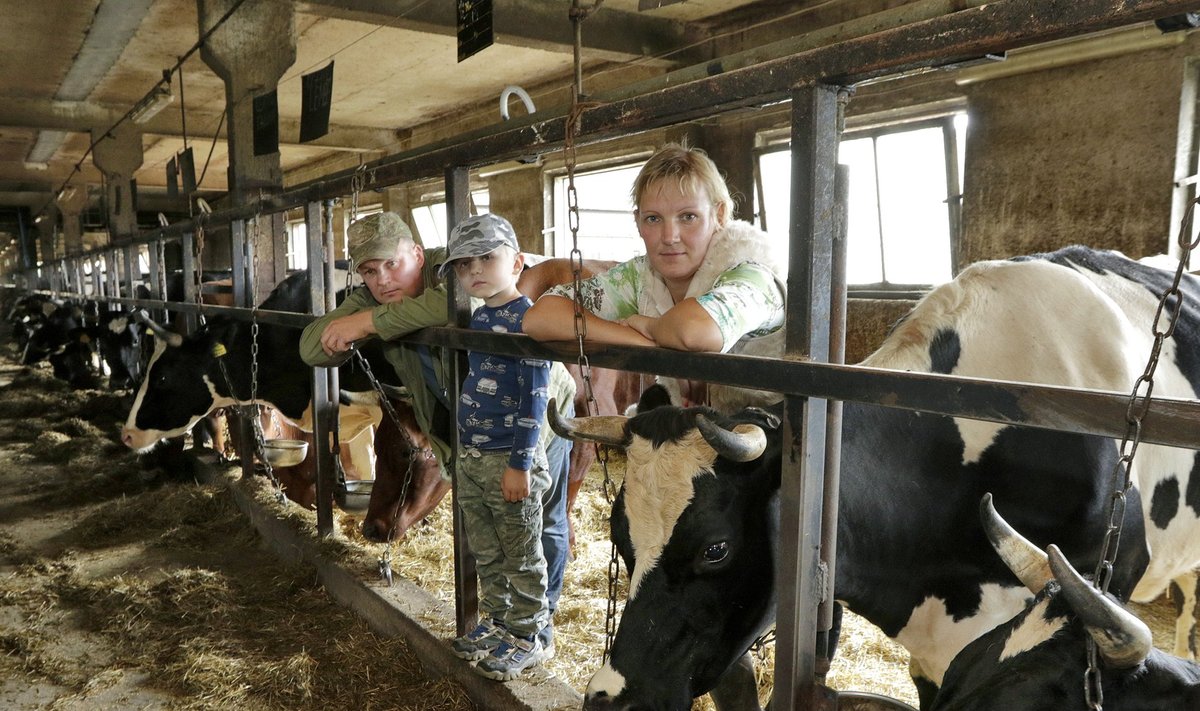 „Nüüd peame lehmapidamise hädamüügiga lõpetama,“ räägib OÜ Kuustemäe juhataja Tarmo Kokk. Pildil koos poeg Hindreko ja õde Karin Sepaga.