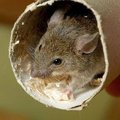 Jaapani teadlastel õnnestus ühest hiirest teha ligi 600 klooni