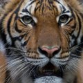 New Yorgi Bronxi loomaaias osutus positiivseks tiigri koroonaviiruse proov, ka teised tiigrid ja lõvid köhivad