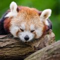 VIDEO | USA loomaaias nägid ilmavalgust haruldased punase panda pojad
