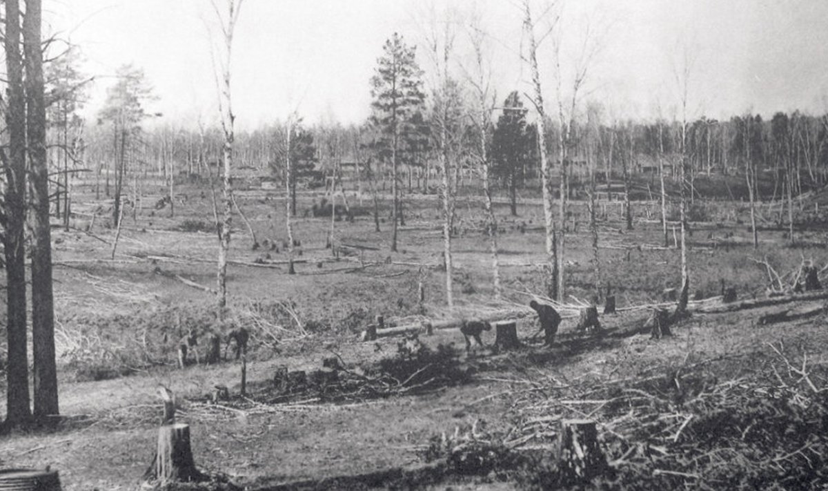 Eesti kolonistide esimene suur töö Tara urmanitel, Tobolski kubermangu Tara maakonna  taigas, oli  metsa mahavõtmine.