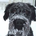Külmetushaigused: kas külm ilm ohustab ka koeri?