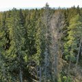 GUUD, BÄÄD, NÄDALA SÕNA: mõnes metsas on midagi hästi – kooreüraskit on vähem