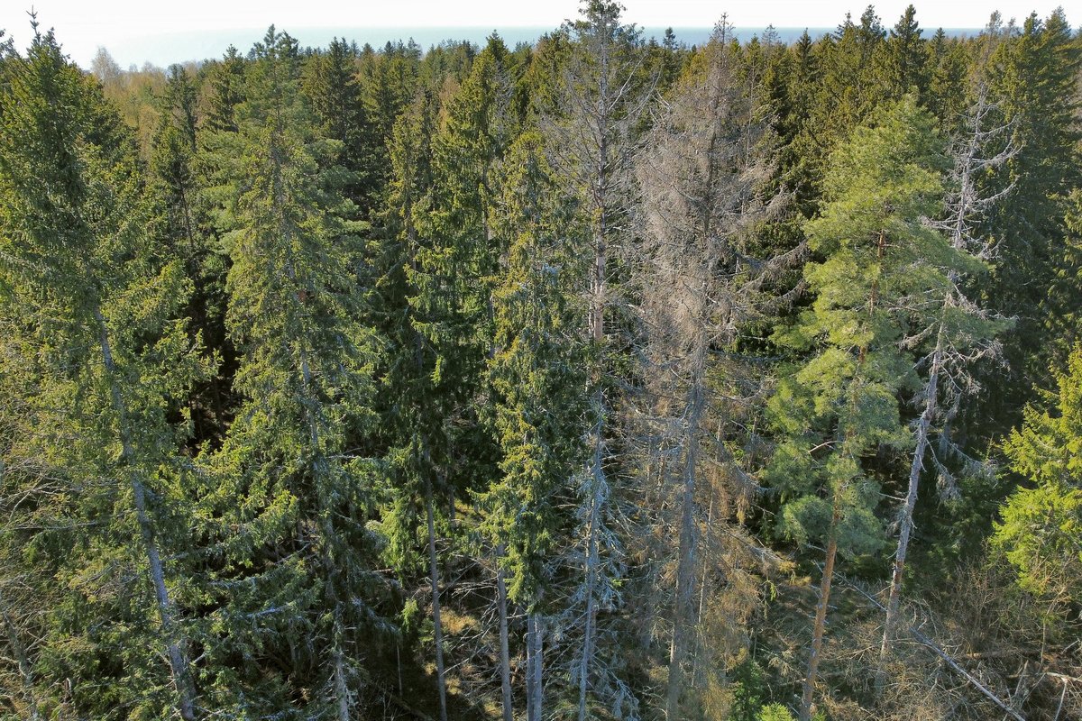 GUUD, BÄÄD, NÄDALA SÕNA: mõnes metsas on midagi hästi – kooreüraskit on vähem