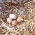 Pruun muna on tervislikum kui valge? Uurime viit levinud müüti kanamunade kohta