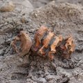Arheoloogid leidsid Hiiumaalt segipööratud surnuaia, mille tekkepõhjused on segased