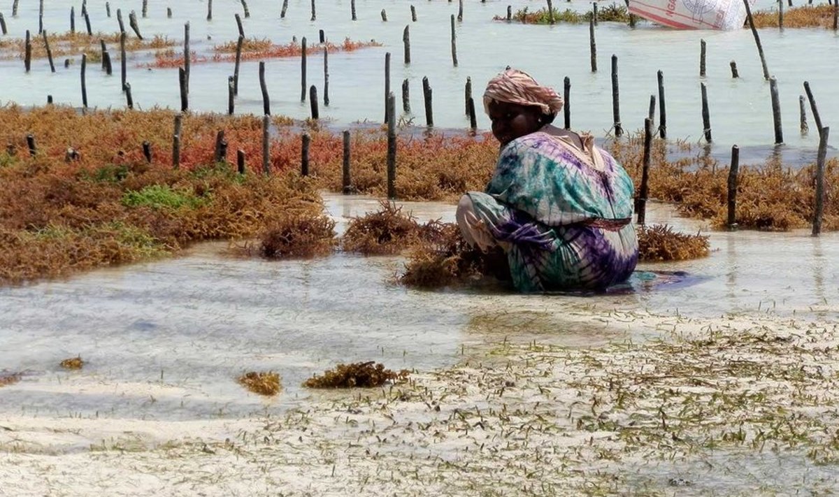 Stiilsed naised: Sansibari õrnem sugu riietub uhkelt isegi põllutööle minnes. Mehed oma väljanägemise eest hoolitsemisega üle ei pinguta. (Foto: Mae Merusk)