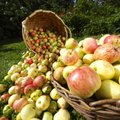 Tõeline vitamiinipomm: kodumaised õunad on kasulikud paljude haiguste ja terviserikete puhul