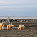Alaskas püstitati detsembrikuu soojarekordiks 19,4 kraadi
