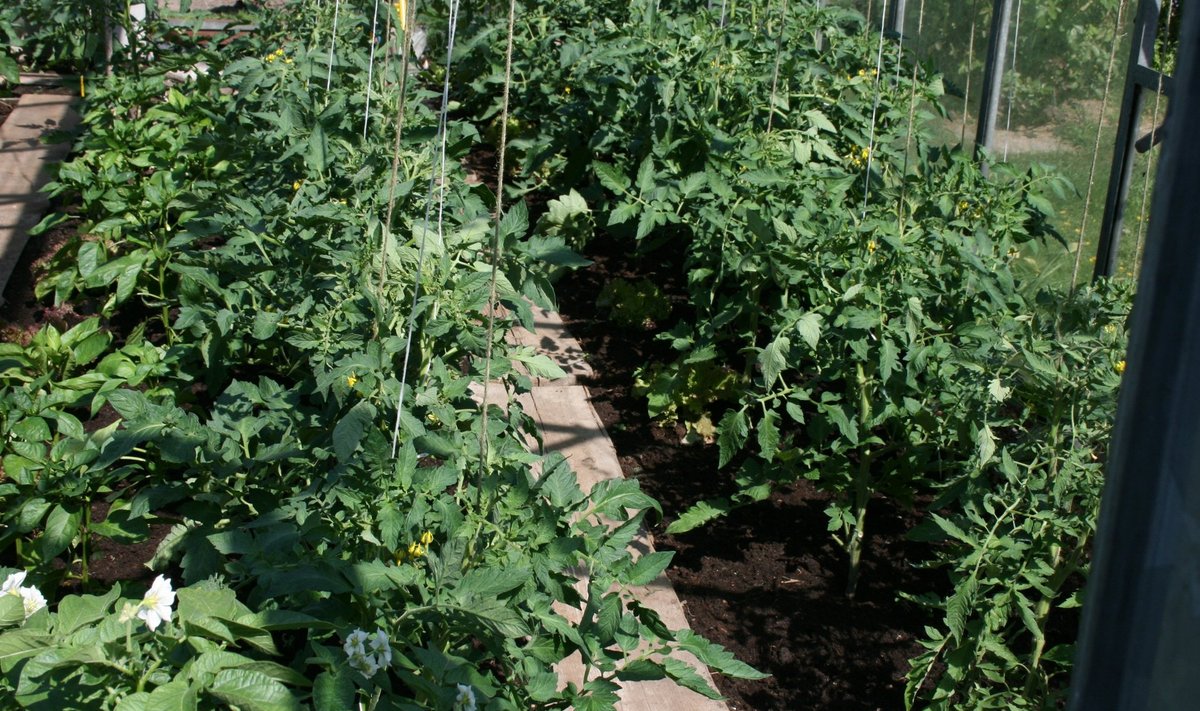 Kasvuhoones võib niiskusekao vähendamiseks pinna katta niitmisel kogutud muru kihiga.