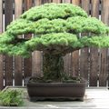 See on 392 aasta vanune bonsai -puu, mis elas üle ka Hiroshima tuumapommitamise