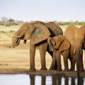 Коронавирус помог: бэби-бум слонов в Кении