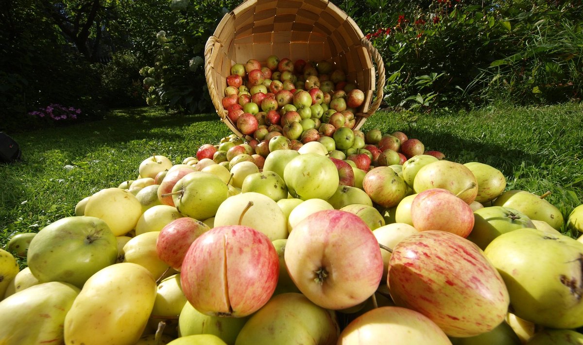 Sügisene õunasaak on mitmel pool rikkalik.