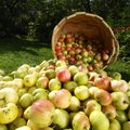 Kodumaised õunad on tervise sõbrad! Vaata, millised sordid on eriti antioksüdantiderikkad?