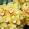 Soojade maade orhidee tsümbiidium vajab jahedat tuba