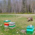 Mesinik karu visiidist: eks inimesel tuleb õppida loodusega koos eksisteerima